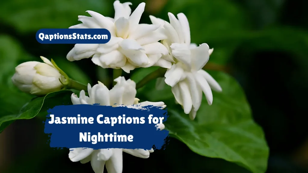 jasmine-captions-for-nighttime