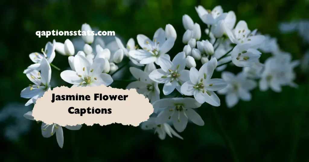 jasmine-flower-captions