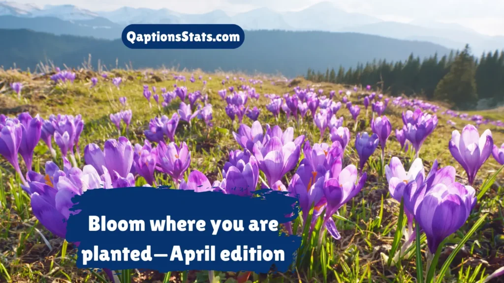 april-bloom-captions