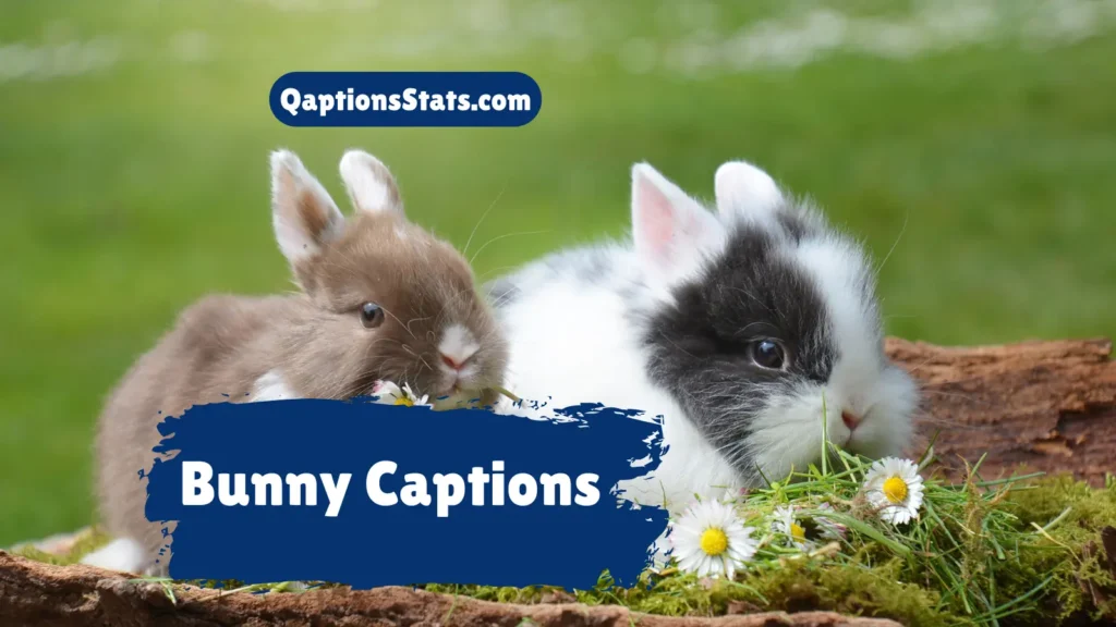 bunny-captions