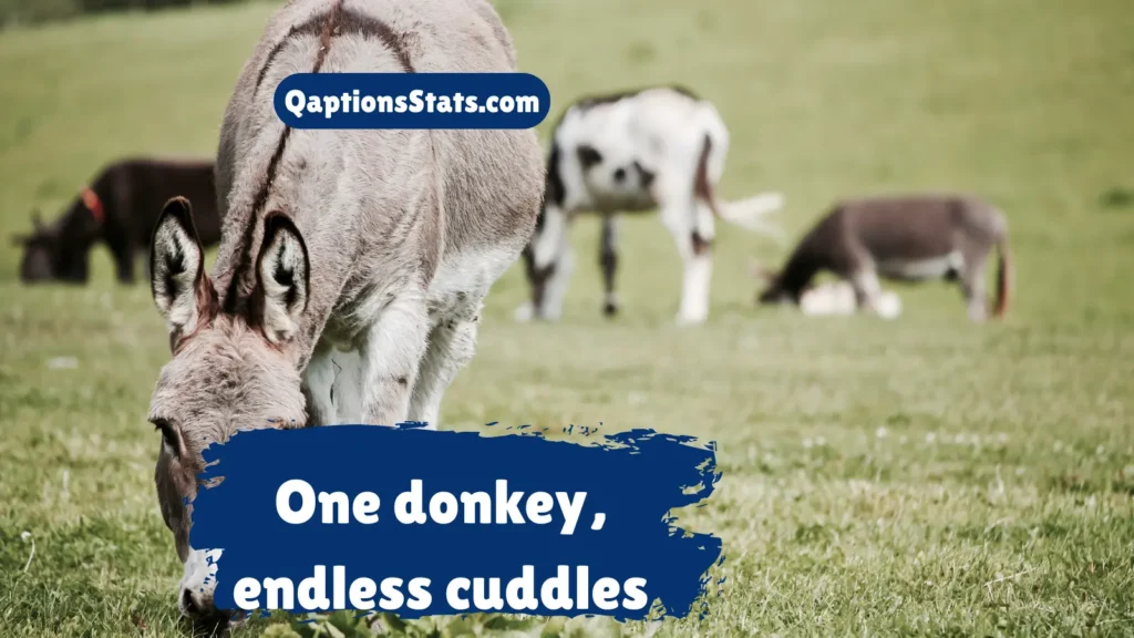 cute-donkey-captions