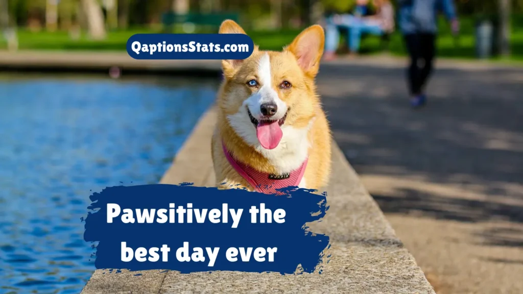 cute-national-dog-day-captions