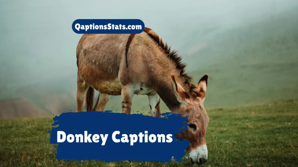 donkey-captions