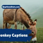 donkey-captions