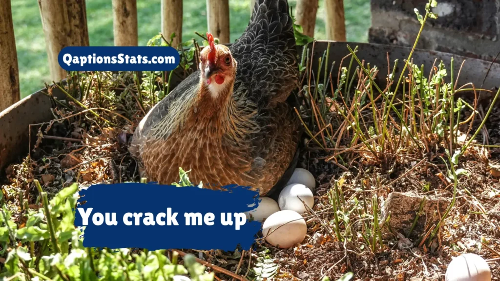 egg-cellent-chicken-jokes-and-captions