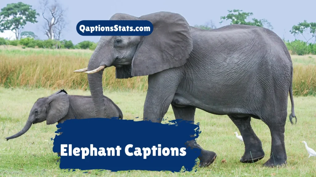 elephant-captions