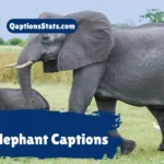 elephant-captions