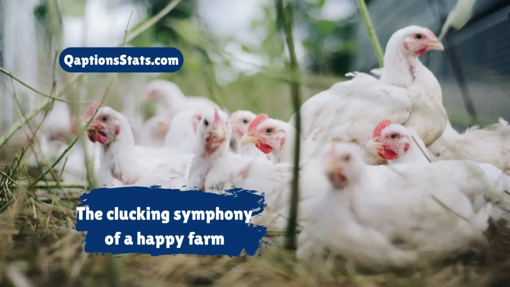 farm-life-chicken-quotes