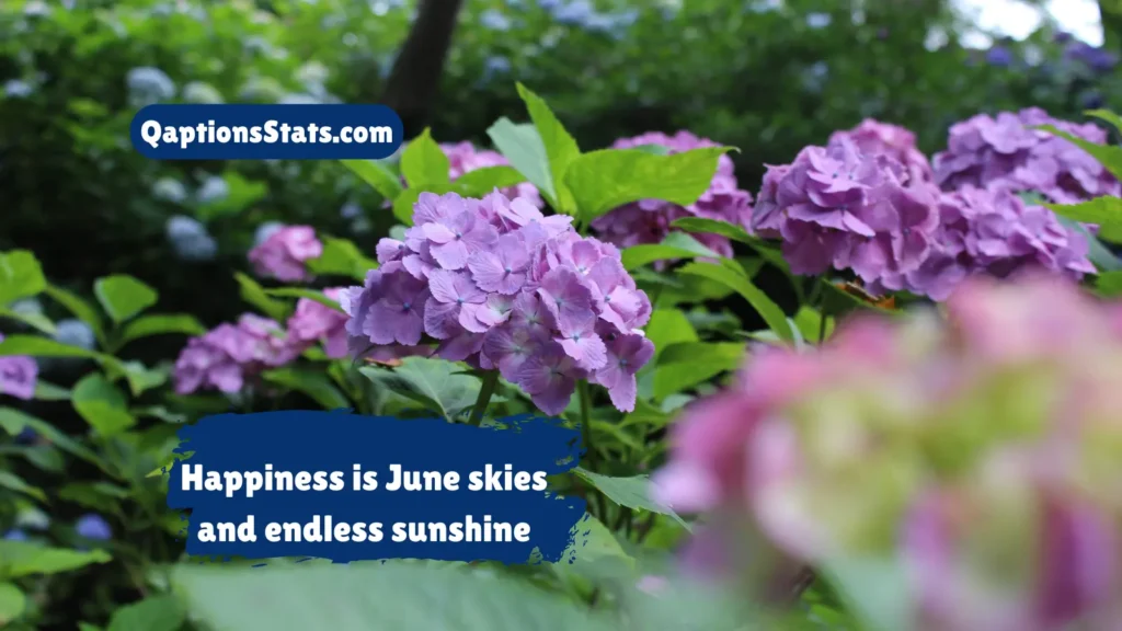 happy-june-quotes-and-sayings