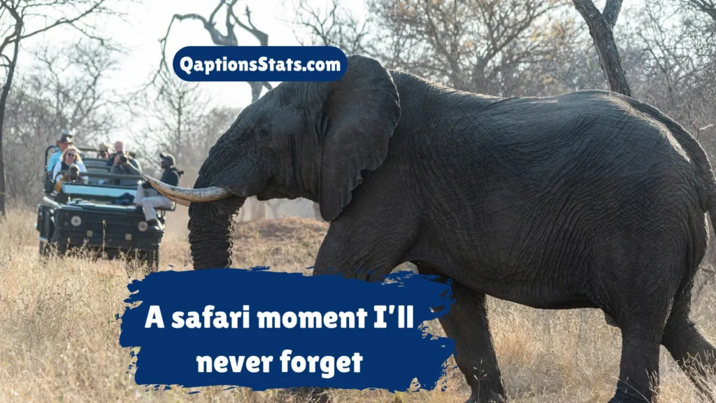 safari-adventure-elephant-captions