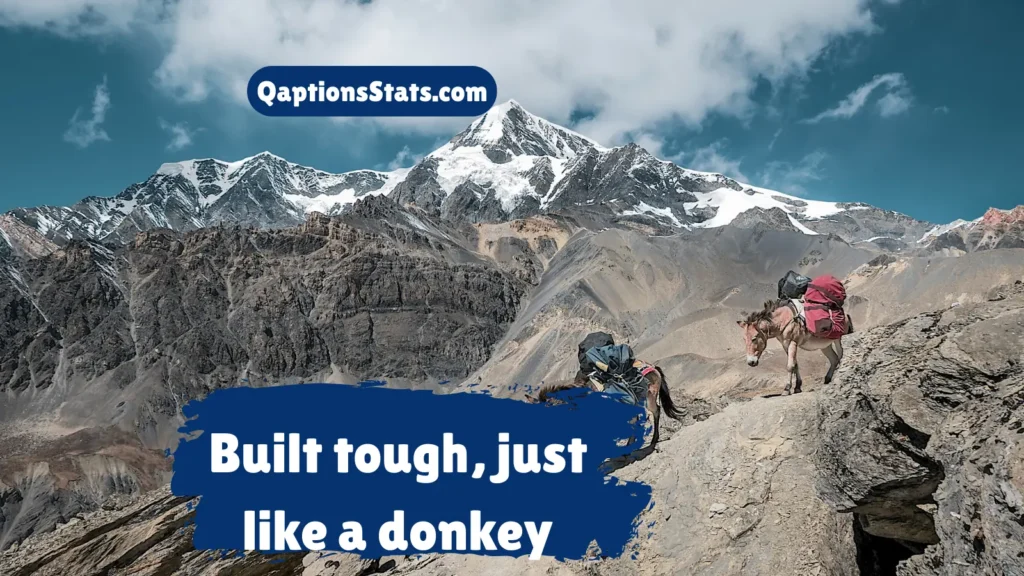 stubborn-and-strong-donkey-captions
