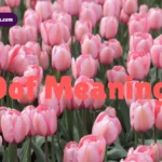 oof-meaning