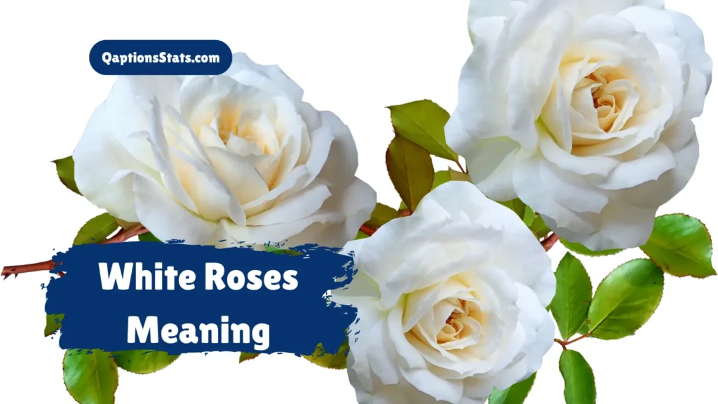 white-roses-meaning