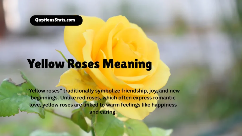 yellow-roses-meaning