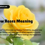 yellow-roses-meaning