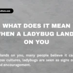 what-does-it-mean-when-a-ladybug-lands-on-you