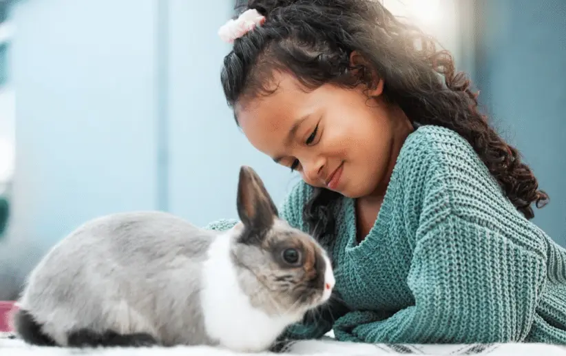 Can a Rabbit Be a Service Animal Everything You Need to Know