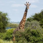 How to Combine Tanzania Safaris With Zanzibar Beaches