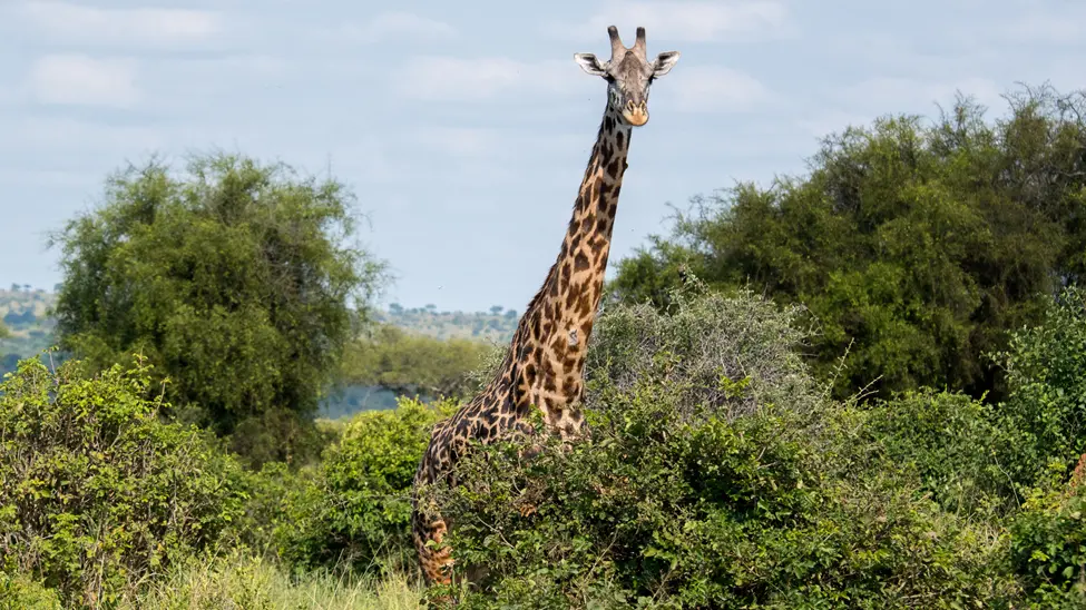 How to Combine Tanzania Safaris With Zanzibar Beaches