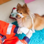 What are the Benefits of Advanced Emergency Care Services for Injured and Ill Pets