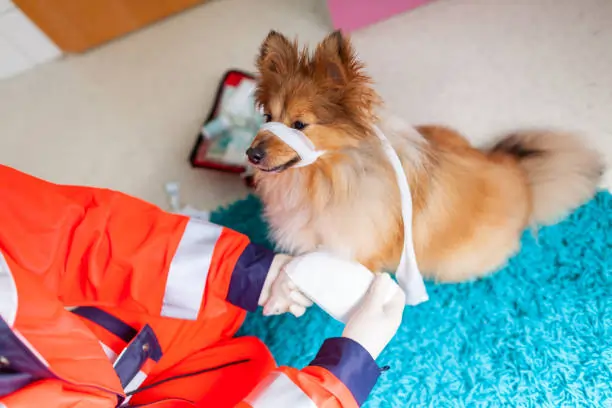 What are the Benefits of Advanced Emergency Care Services for Injured and Ill Pets