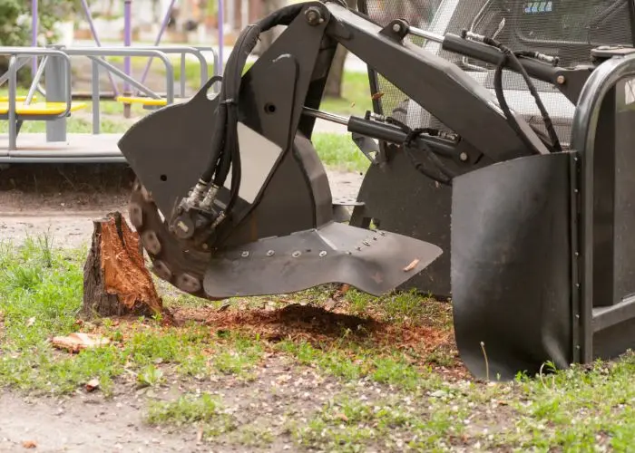 Effective Tree Removal Strategies to Prevent Roots from Growing Back